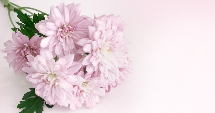送別会に花がおすすめなのはなぜ？
